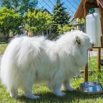 Morskie Dog Frindly Dom wakacyjny Jantar