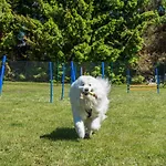 Holiday home Morskie Dog Friendly