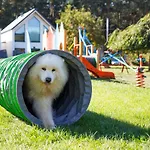 Dom wakacyjny Morskie Dog Frindly *