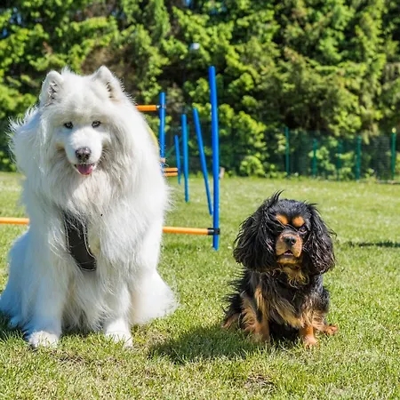 Morskie Dog Frindly Dom wakacyjny Jantar